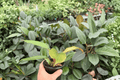 Philodendron Pluto ‘Choco Empress’ – 2 Live Plants in 4-Inch Pots