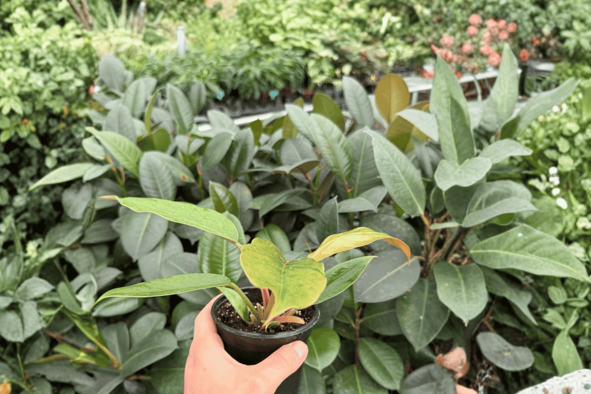 Philodendron Pluto ‘Choco Empress’ – 2 Live Plants in 4-Inch Pots