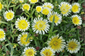 Delosperma 'Limoncello' Ice Plant - 1 Live Plant in 4-Inch Pot