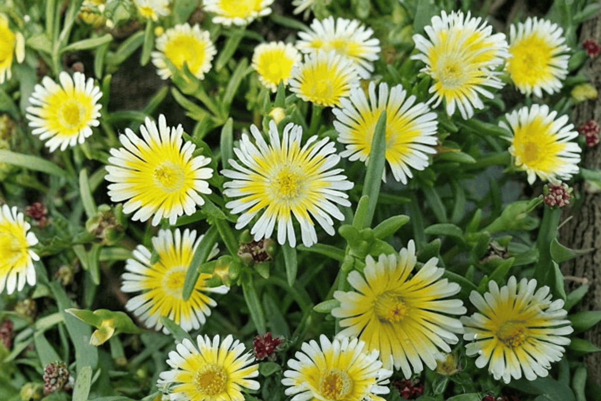 Delosperma 'Limoncello' Ice Plant - 1 Live Plant in 4-Inch Pot