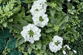 Empress Sun White Verbena Live Plant, 4-Inch Pot | Verbena 'Empress Sun White'