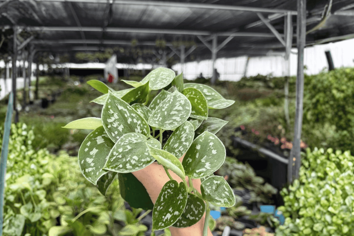 Scindapsus Silvery Ann (2 Live Plants) - 4-Inch Pots | Scindapsus pictus 'Silvery Ann'