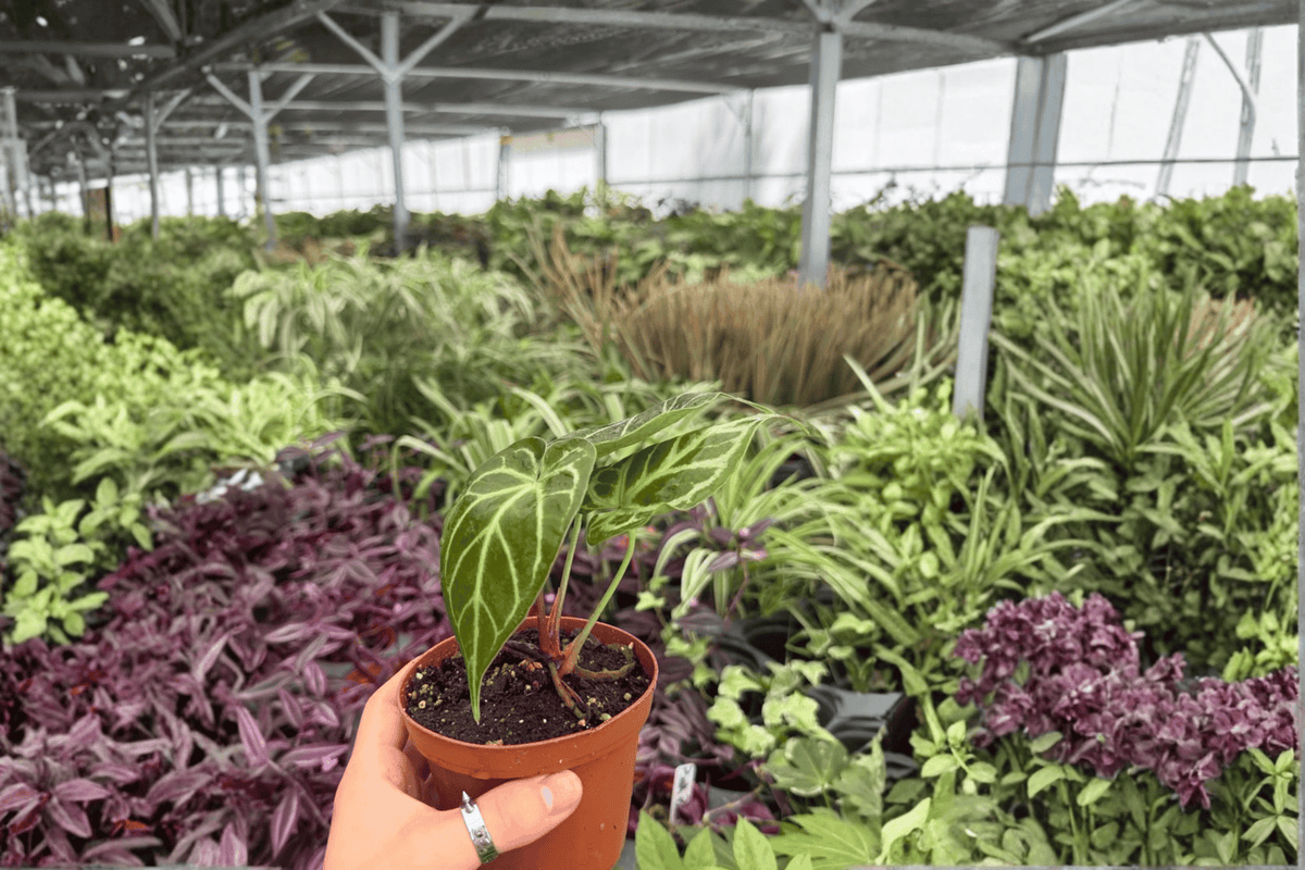 Anthurium Hoffmannii × Green Mamba Hybrid – 2 Live 4-Inch Pot Plants