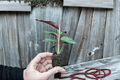 Goeppertia majestica (Calathea Sanguinea) 2 Starter Live Plants, 2-Inch Cultivation Size - Bare Root