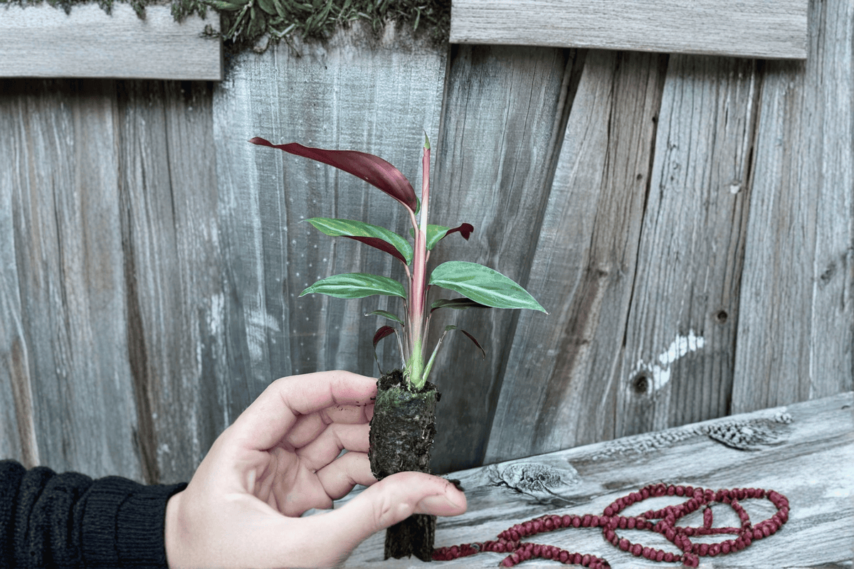 Goeppertia majestica (Calathea Sanguinea) 2 Starter Live Plants, 2-Inch Cultivation Size - Bare Root