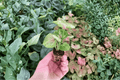 Syngonium Mango Allusion Starter Plants – 2 Live 2-Inch Nursery Pot Size