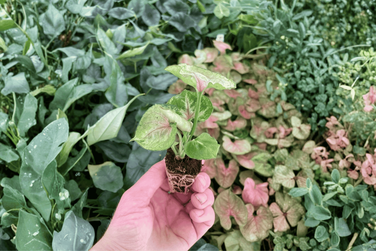 Syngonium Mango Allusion Starter Plants – 2 Live 2-Inch Nursery Pot Size