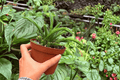 Rhipsalis sulcata - 2 Live Plants in 4-Inch Pots
