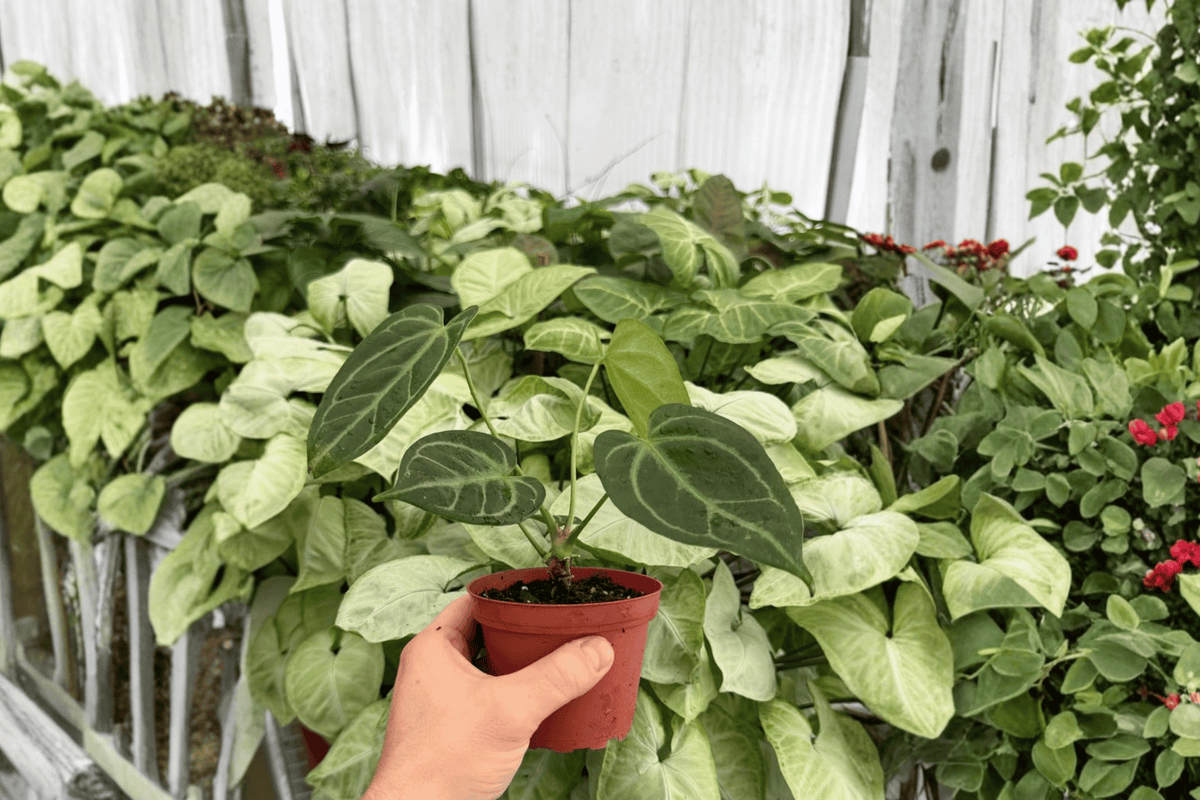 Anthurium Red Stem × Legend - 2 Bare Root 4-inch Live Plants