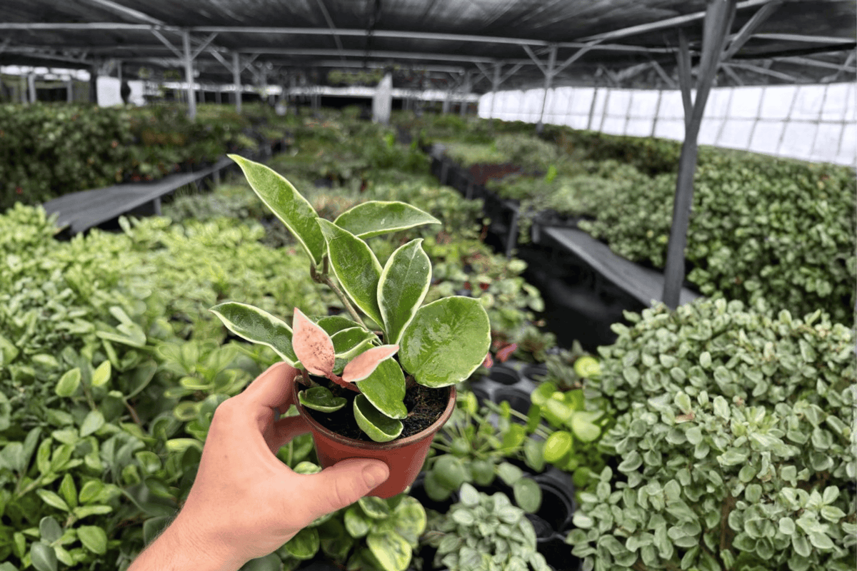 Hoya Carnosa Albomarginata - 2 Live Plants in 4-Inch Pots, Exact Photoed