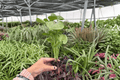 Syngonium Mango Allusion Starter Plugs – 2 Live Plants (Syngonium podophyllum)