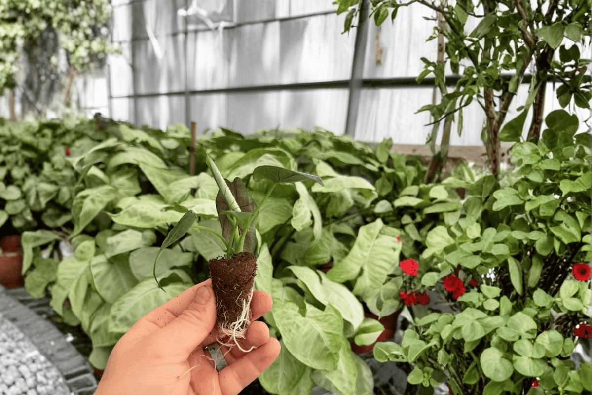 Alocasia Dragon Wing Starter Plants — 2 Live Exact Plants