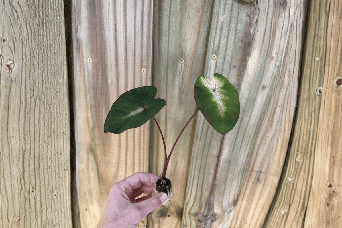 Colocasia Tropical Storm Starter Plants (2-inch Pots) – Bare Root, 2 Pack