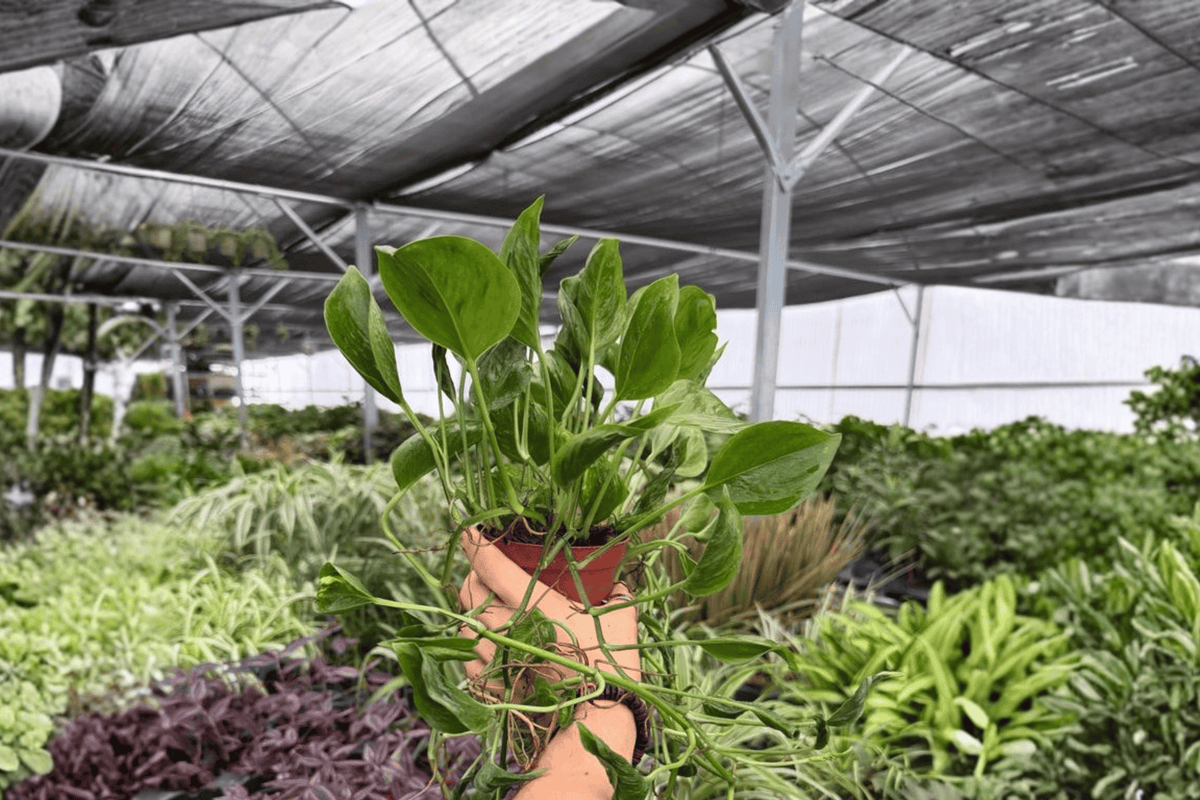 Shangri La Pothos (Epipremnum aureum ‘Shangri La’) – 2 Live Plants in 4-Inch Pots