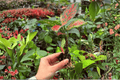 Aglaonema Diamond Red Starter Plants — 2 Exact Live Plants in 2" Pots