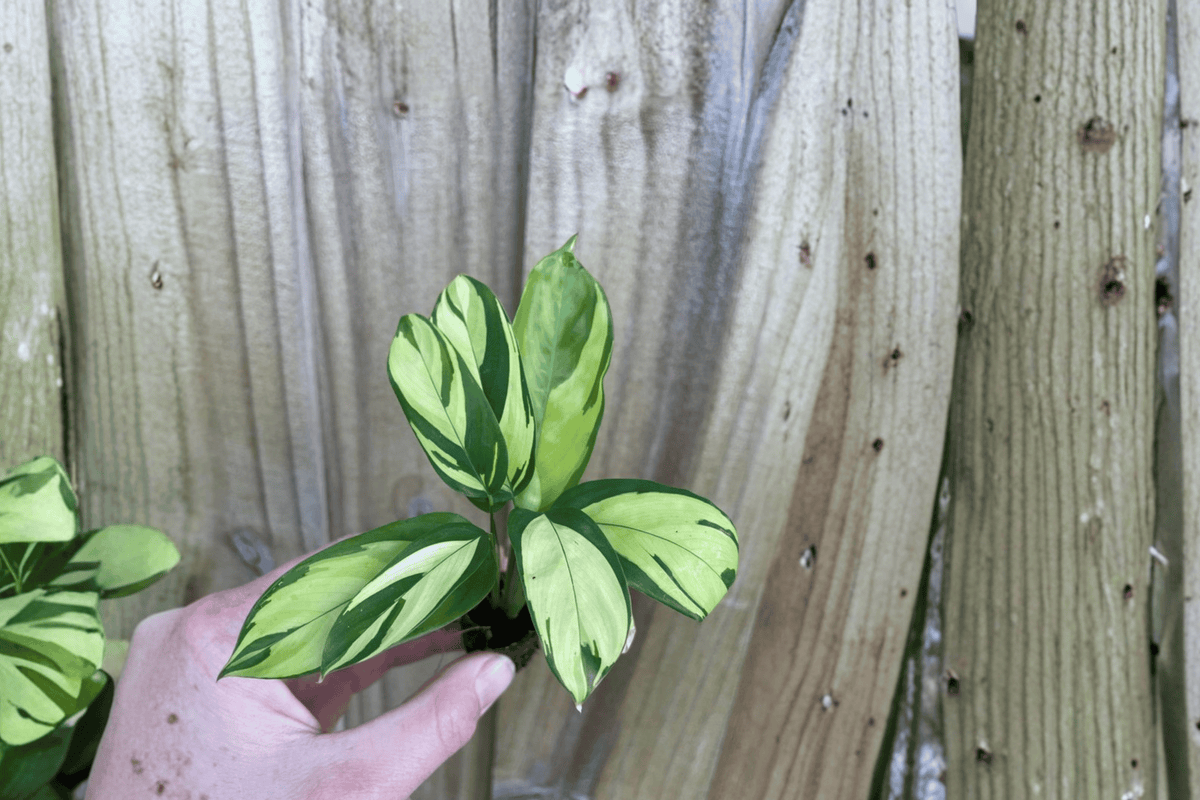 Calathea pilosa Starter Plants (2) Bare Root | Indoor Tropical Foliage