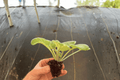 Cajun Popcorn African Violet Starter Plants (2) – Bare Root, 2-Inch Pots