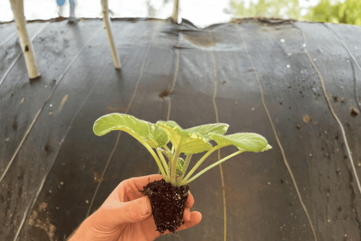 Cajun Popcorn African Violet Starter Plants (2) – Bare Root, 2-Inch Pots