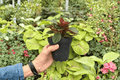 Peperomia Rosso - 2 Live Plants in 4-Inch Pots