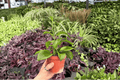 Hoya quinquenervia - 2 Live Plants in 4-Inch Pots (Potted)