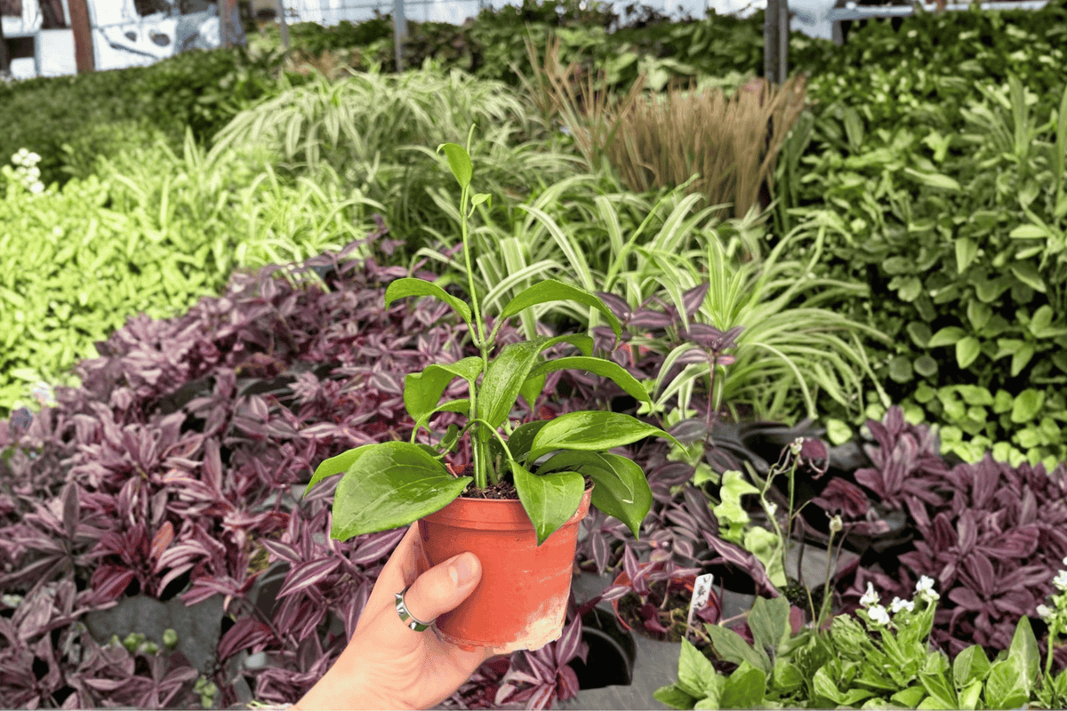 Hoya quinquenervia - 2 Live Plants in 4-Inch Pots (Potted)