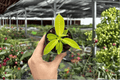Philodendron Imperial Golden Starter Plants – 2-in Pots (2-pack)
