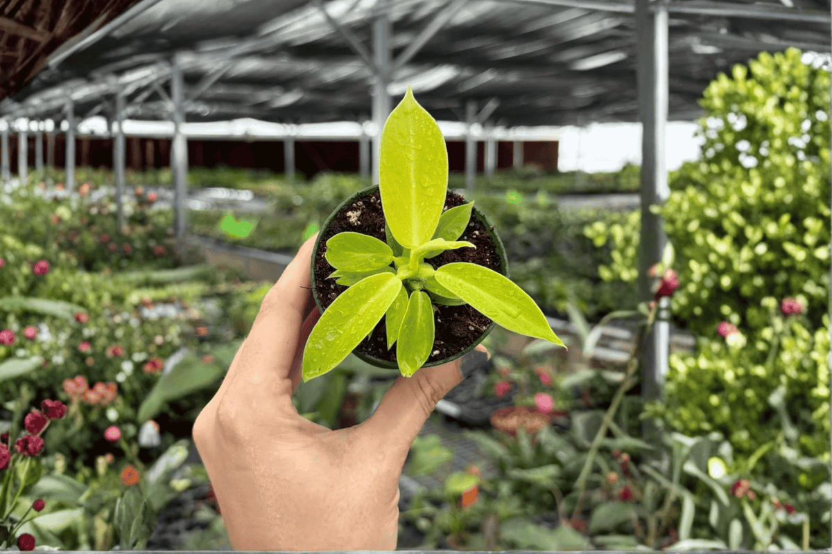 Philodendron Imperial Golden Starter Plants – 2-in Pots (2-pack)