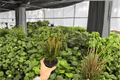 Croton Picasso’s Paintbrush 2 Live Plants in 4-Inch Pots | Codiaeum variegatum ‘Picasso’s Paintbrush’