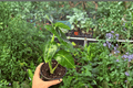 Variegated Alocasia Frydek (Alocasia micholitziana 'Frydek') 2-Pocket 4-Inch Pot Live Plants
