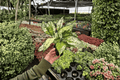Aglaonema 'Wintery Winehouse' Live Plants - 2 Pack in 4-Inch Pots