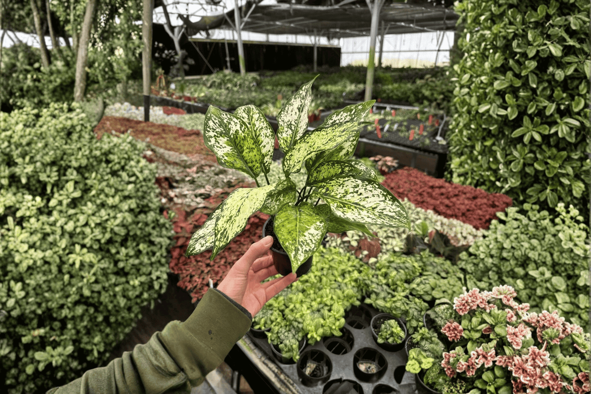 Aglaonema 'Wintery Winehouse' Live Plants - 2 Pack in 4-Inch Pots