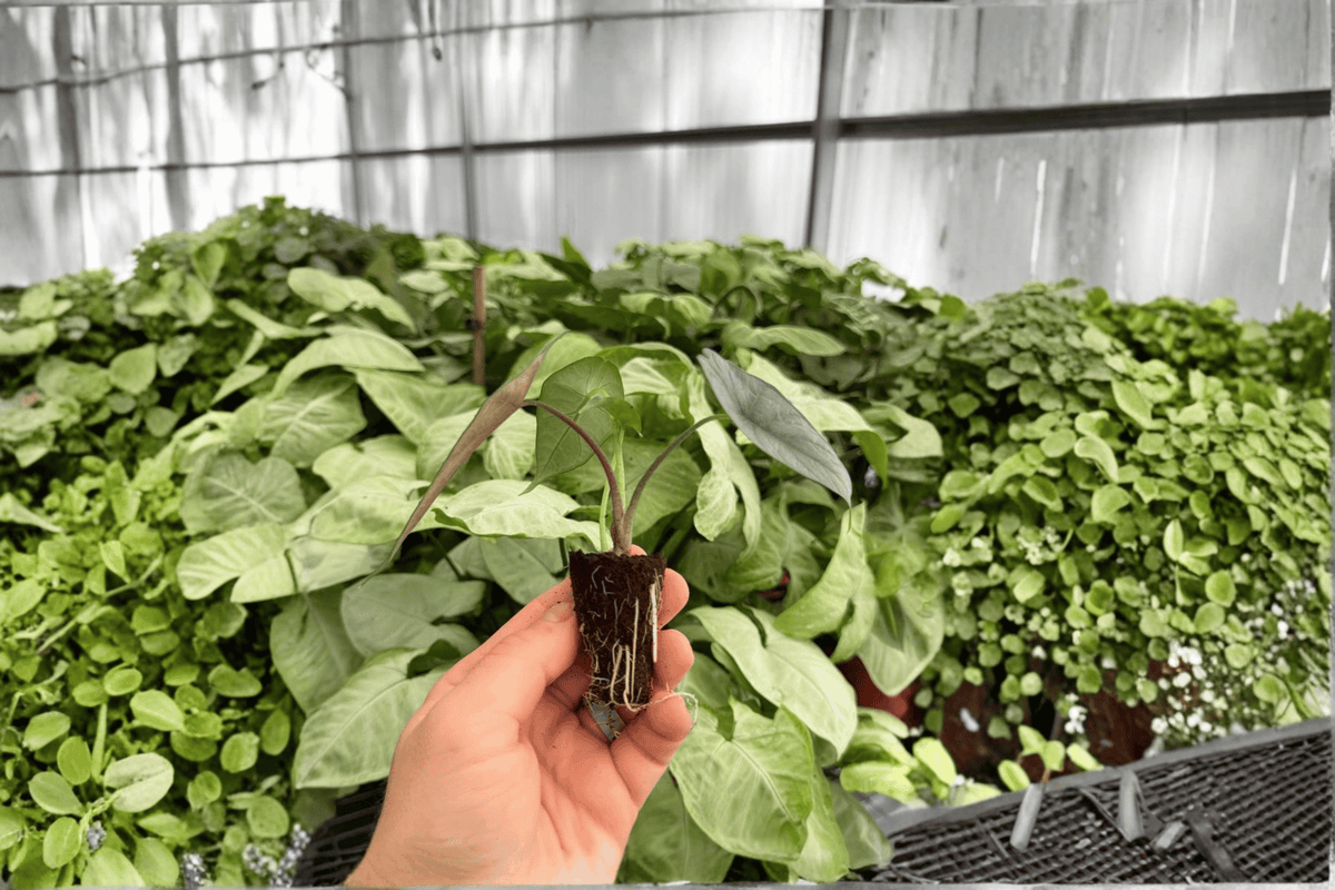 Alocasia Silver Wings Starter Plants - 2 Live Plants, Exact Plants Pictured