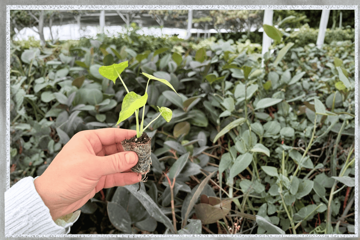 Alocasia gageana Aurea Variegata Starter Plants (2) in Soil Pods