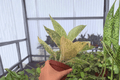 Aglaonema White Legacy - 2 Bare Root Live Plants, 4-Inch Pot Size (Potted Size Not Included)