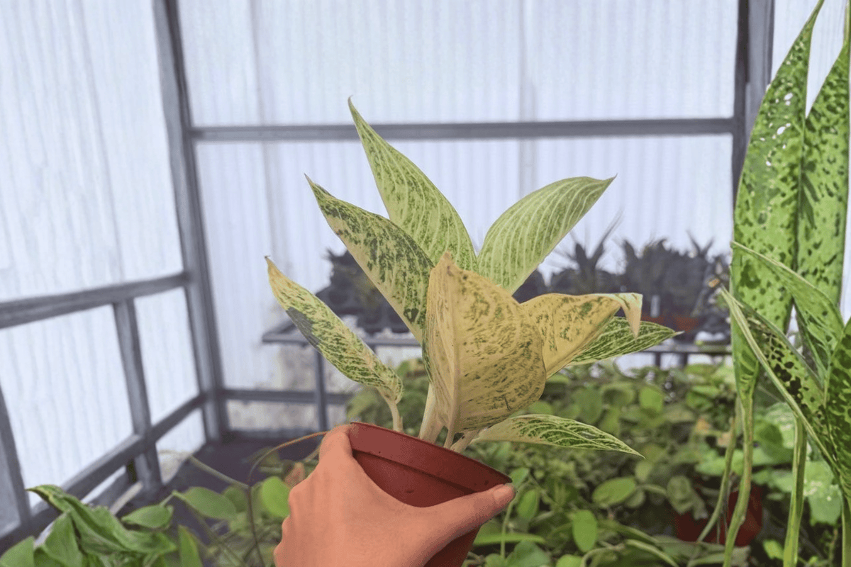 Aglaonema White Legacy - 2 Bare Root Live Plants, 4-Inch Pot Size (Potted Size Not Included)