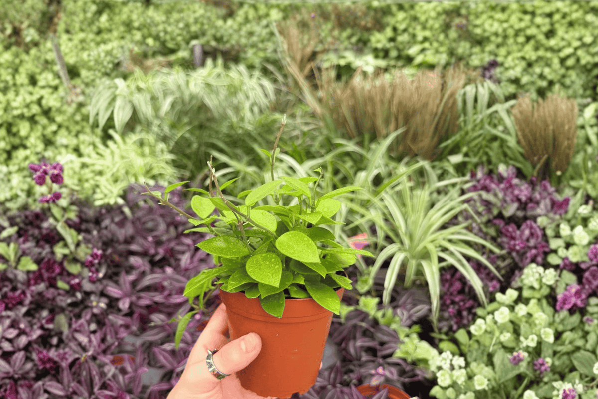 Hoya Chouke Live Plant - 2 Potted 4-Inch Plants in Pots