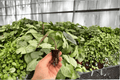 Alocasia Silver Wings Live Starter Plants (2-Pack) - Exact Plants Potted/Bare-Root Status Uncertain