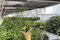 Philodendron Tortum - 2 Live Plants in 4-Inch Pots