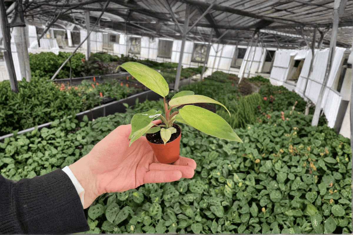Philodendron Snowdrift Starter Plants (Snowdrift) – 2 Live Plants in 2" Nursery Pots