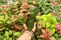 Anthurium FS x Blue Papi - 2 Exact Live Plants in 4-Inch Pots