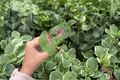 Caladium Camilla Bicolor - 2 Exact Live Starter Plants (Bare Root)