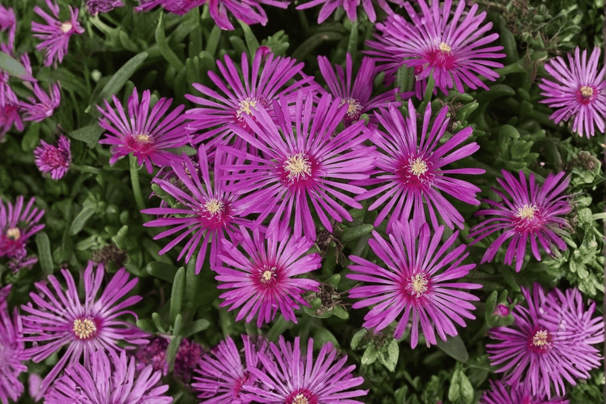Early Bird Purple Ice Plant (Delosperma cooperi) - 4-Inch Pot, 1 Live Plant