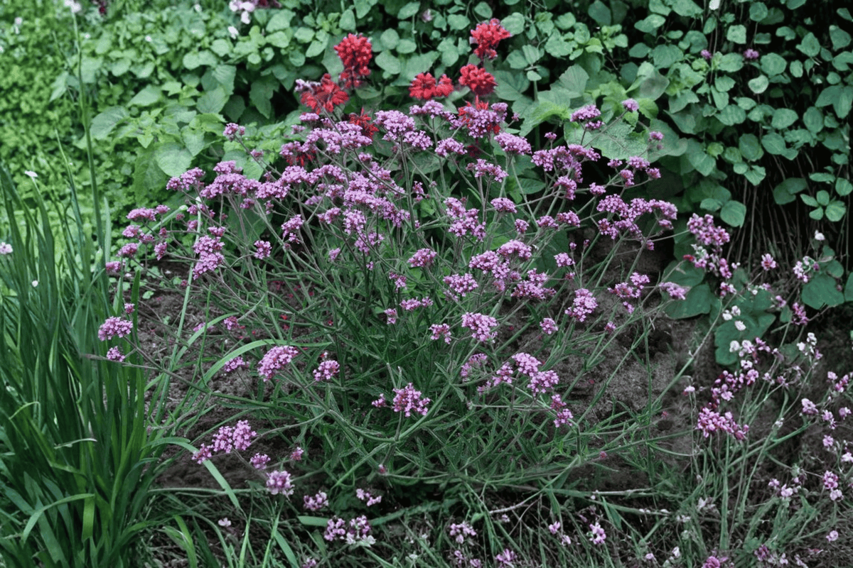 Lollipop Dwarf Vervain Live Plant (Verbena bonariensis 'Lollipop') - 4-Inch Pot