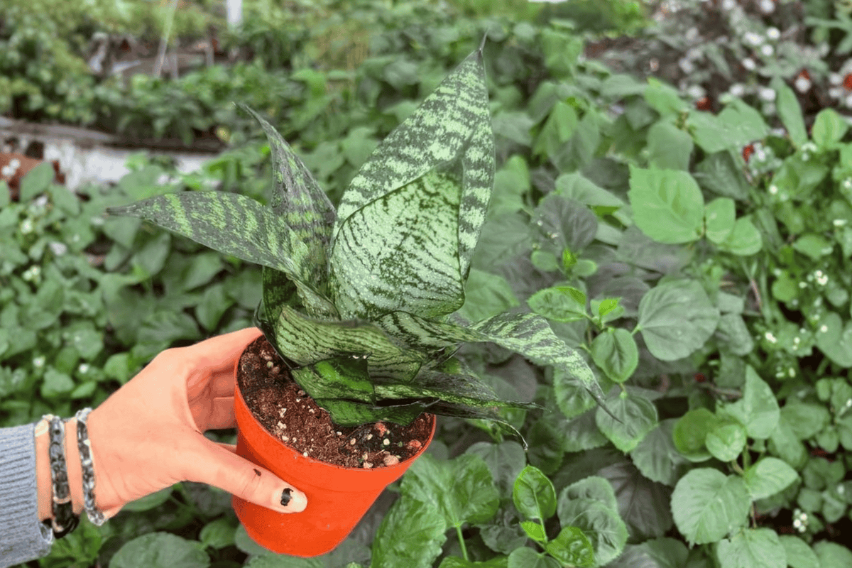 Green Snake Plant Dracaena trifasciata (2 Live Plants) - 4-Inch Pots