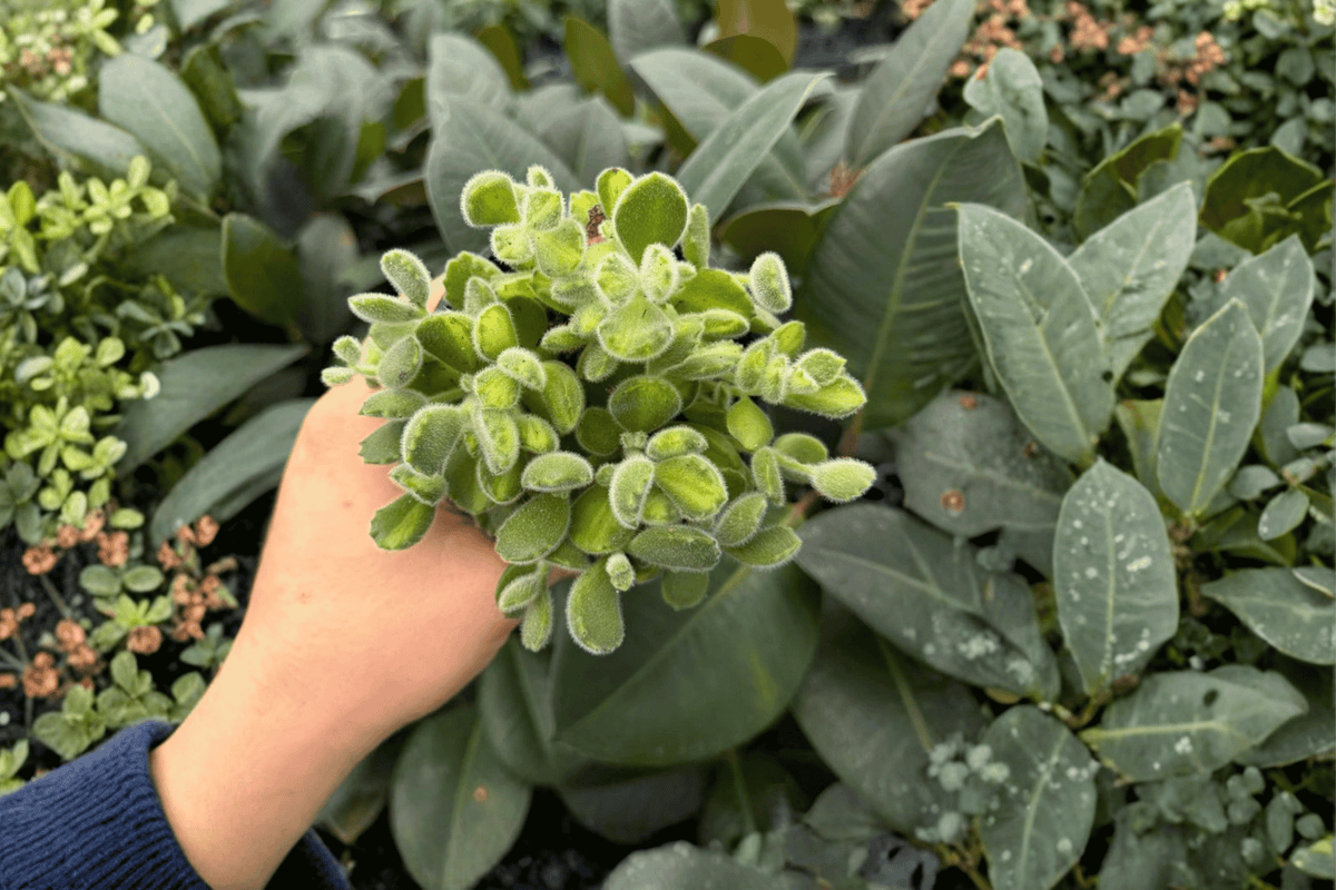 Variegated Bear Paw Cotyledon tomentosa - 2 Live Plants in 4" Pots (Exact Plants)