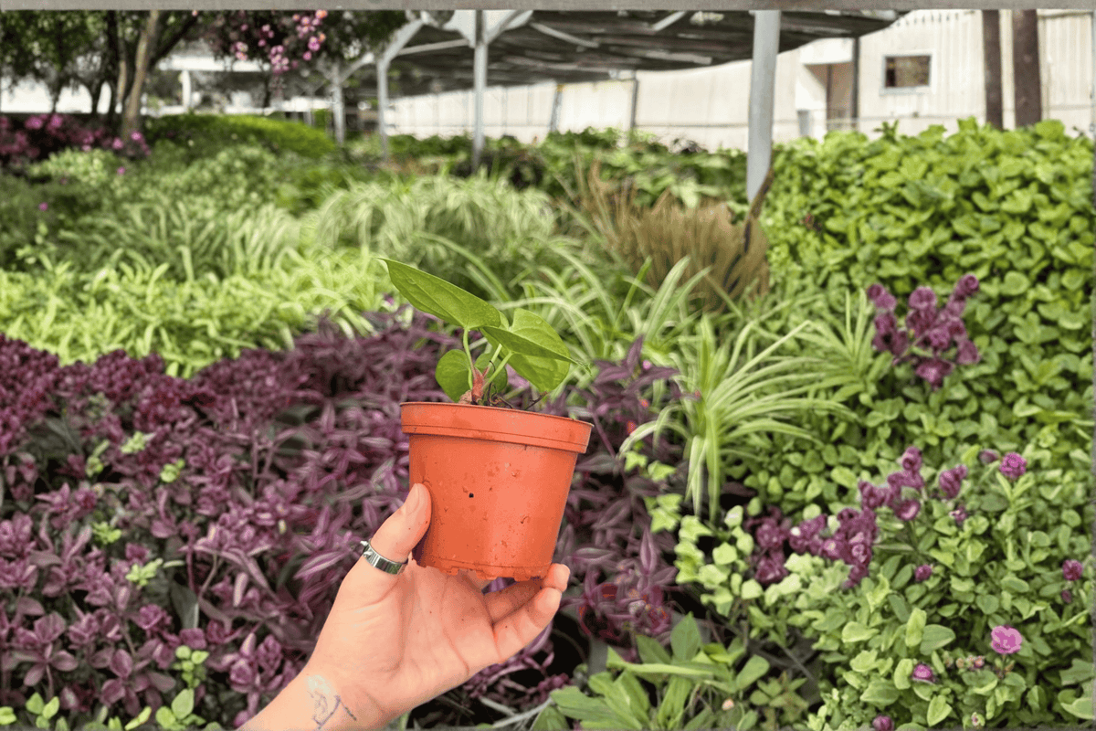 Anthurium AOS x Silver - 2 Exact 4-Inch Pot Live Plants