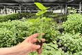 Syngonium podophyllum Bright Allusion Starter Plants (2 Plugs) | Live Cuttings