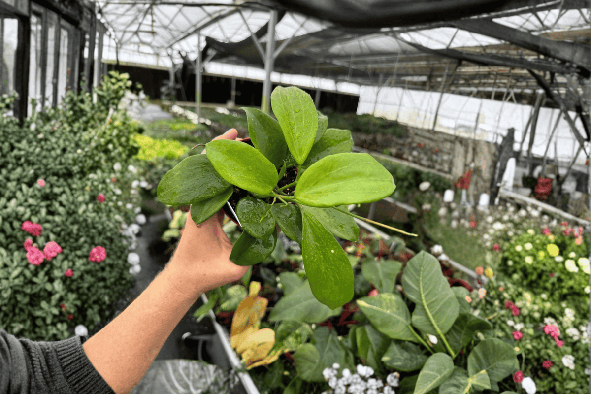 Hoya quinquenervia - 2 Bare Root Live Plants, 4-inch Pot Size, Fully Established Roots