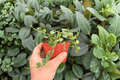 Hoya curtisii 2 Live Plants in 4-Inch Pots - Exact Plants Shipped Ready to Grow