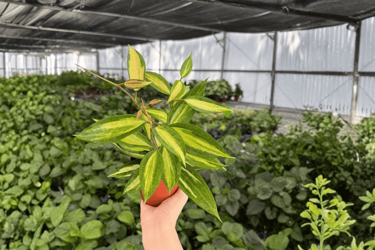 Hoya Macrophylla Pot of Gold - 2 Live Plants in 4-Inch Pots (Exact Plants)